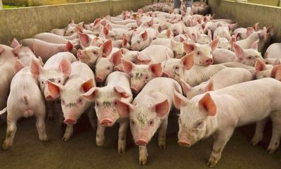 Lean Hogs Are Rising. You Can Thank the USDA and Elevated Beef Prices.